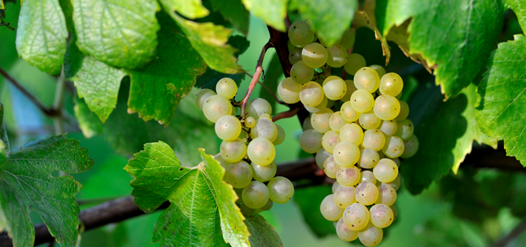 Launceston - Wine grapes in Tamar Valley