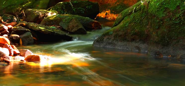 Small creek Lane Cove National Park