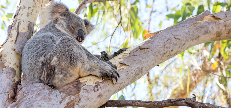 Koala, Australian Culture